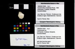 Foto (Objekt + Etikett) von Cycloprosopon sp.  (NHMW-GEO-1990-0041-3938)